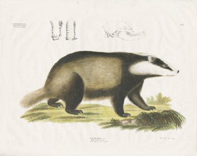 Európai borz koponyaillusztrációval (kézi színezett litográfia) alkotó: Anstalt Arnz & Co.