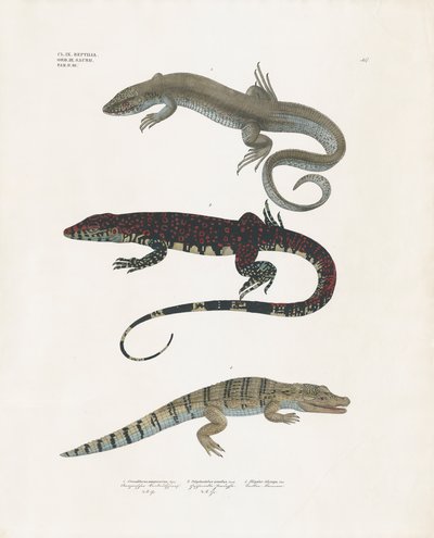 Monitor gyík, mérges gyík és aligátor a hüllő osztályból (kézi színezett litográfia) alkotó: Anstalt Arnz & Co.