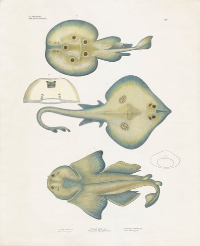 Rájafajok a Rajiformes rendből (kézzel színezett litográfia) alkotó: Anstalt Arnz & Co.