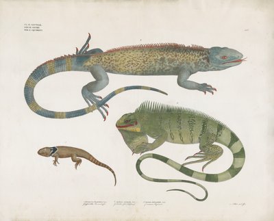 Különböző élőhelyeken élő pikkelyes gyíkok (kézi színezett litográfia) alkotó: Anstalt Arnz & Co.