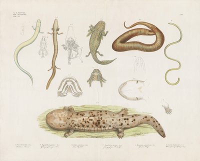 Különféle kétéltűek és anatómiai tanulmányok (kézi színezett litográfia) alkotó: Anstalt Arnz & Co.