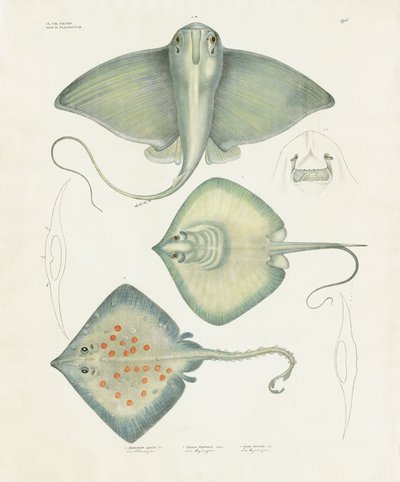 Különböző sugárfajok anatómiai részletekkel (kézi színezett litográfia) alkotó: Anstalt Arnz & Co.