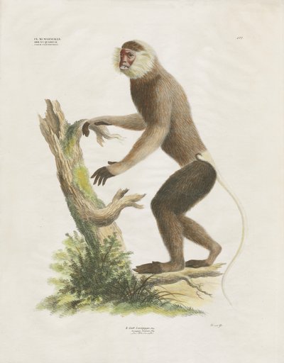 Fehérarcú kapucinus egy fatörzsön (kézzel színezett litográfia) alkotó: Anstalt Arnz & Co.