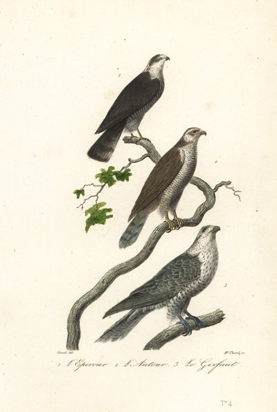 Sparrowhawk, goshawk és gyrfalcon. alkotó: Antoine (after) Chazal