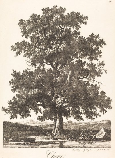 Chene (tölgyfa) alkotó: Antoine Pierre Mongin