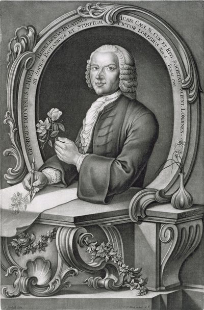 Georg Dionysius Ehret (1710-70) portréja, Johann Jakob Haid (1704-67) metszete alkotó: Anton Heckel