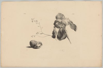 Amarillisz és dió Flower and Fruit Studies (...) 3. epizód (sorozat címe) alkotó: Anton Weiss