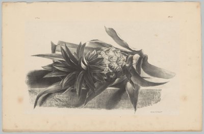 Ananász Flower and Fruit Studies (...) 3. epizód (sorozat címe) alkotó: Anton Weiss