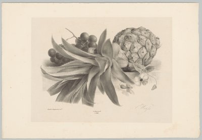 Ananász és szőlő Flower and Fruit Studies (...) 10. epizód (sorozat címe) alkotó: Anton Weiss