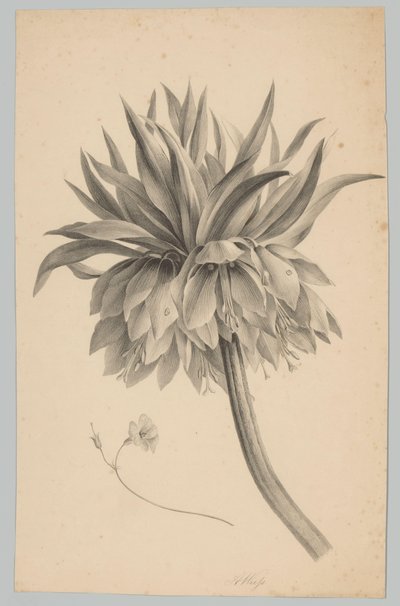 Virág a száron Flower and Fruit Studies (...) 3. epizód (sorozat címe) alkotó: Anton Weiss