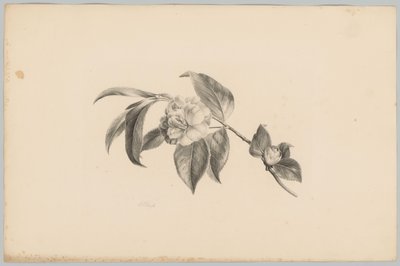 Virágok Flower and Fruit Studies (...) 3. epizód (sorozat címe) alkotó: Anton Weiss