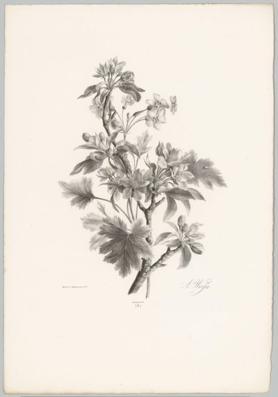 Virágok az ágon Flower and Fruit Studies (...) 10. epizód (sorozat címe) alkotó: Anton Weiss