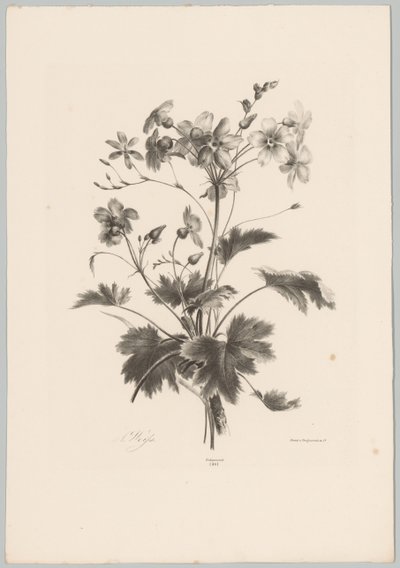 Tövises virágok Flower and Fruit Studies (...) 10. epizód (sorozat címe) alkotó: Anton Weiss