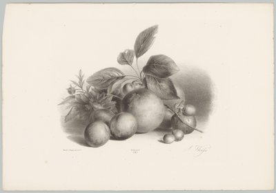 Virágok, nektarin és mogyoró Flower and Fruit Studies (...) 10. epizód (sorozat címe) alkotó: Anton Weiss