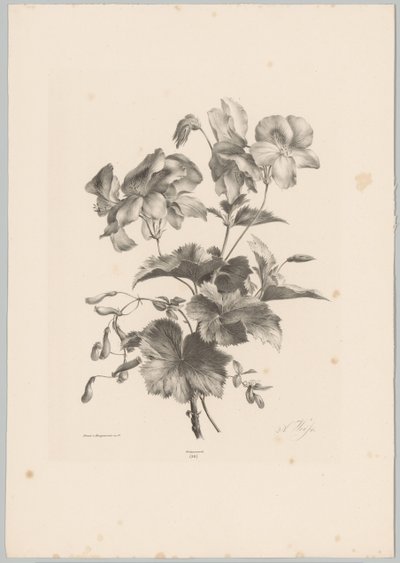 Különféle virágok Flower and Fruit Studies (...) 10. epizód (sorozat címe) alkotó: Anton Weiss