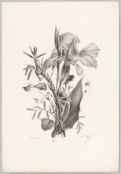 Különféle virágok Flower and Fruit Studies (...) 10. epizód (sorozat címe) alkotó: Anton Weiss