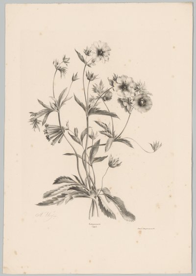 Különféle virágok Flower and Fruit Studies (...) 10. epizód (sorozat címe) alkotó: Anton Weiss