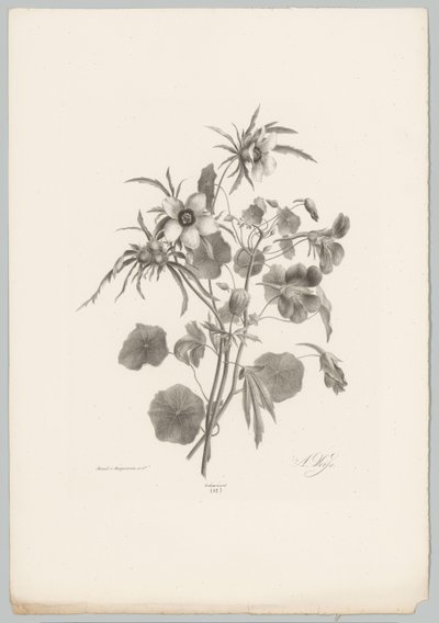 Különféle virágok Flower and Fruit Studies (...) 10. epizód (sorozat címe) alkotó: Anton Weiss