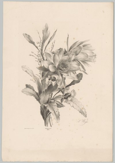 Különféle virágok Flower and Fruit Studies (...) 10. epizód (sorozat címe) alkotó: Anton Weiss
