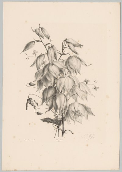 függő virágok Flower and Fruit Studies (...) 10. epizód (sorozat címe) alkotó: Anton Weiss