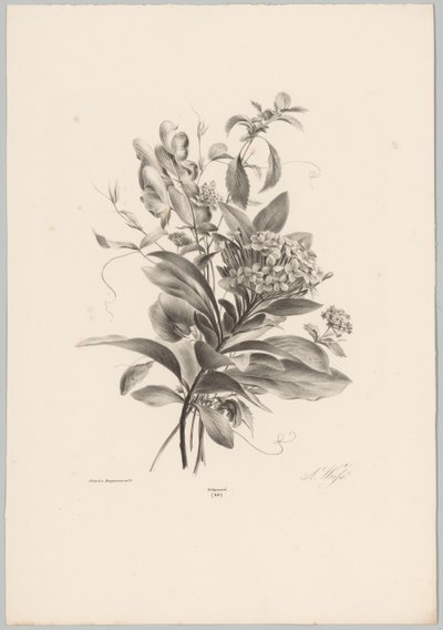 Hortenzia és egyéb virágok Flower and Fruit Studies (...) 10. epizód (sorozat címe) alkotó: Anton Weiss