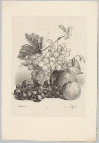 Vörös és fehér szőlő és alma Flower and Fruit Studies (...) 10. epizód (sorozat címe) alkotó: Anton Weiss