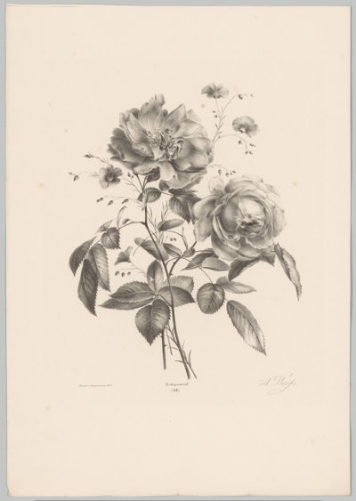Rózsa és szegfű virág Flower and Fruit Studies (...) 10. epizód (sorozat címe) alkotó: Anton Weiss