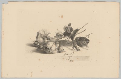 rózsákat Flower and Fruit Studies (...) 3. epizód (sorozat címe) alkotó: Anton Weiss