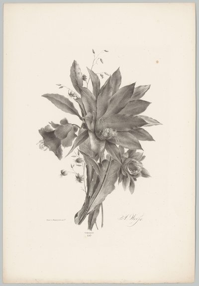 Csillag és harang alakú virágok Flower and Fruit Studies (...) 10. epizód (sorozat címe) alkotó: Anton Weiss