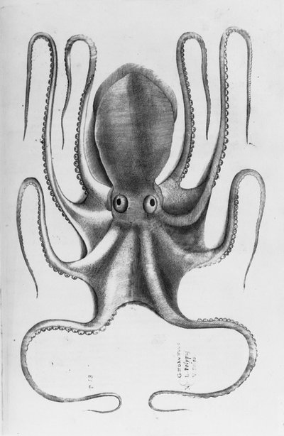 Illusztráció Ippolito Salviani "Aquatilium animantium historia, liber primus" című könyvéből, 1554 alkotó: Antonio Lafreri