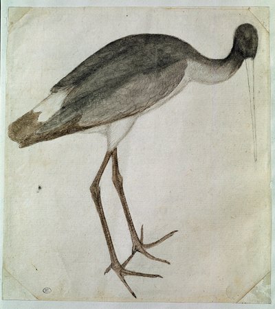 Egy fekete gólya áll, arccal jobbra. Antonio di Puccio Pisano dit Pisanello rajza (1395-1455 előtt). Barna tinta, barna mosás, szürke mosás, fekete kő, toll. Mérete: 20,8x18,7 cm. Louvre, Cabinet des dessins alkotó: Antonio Pisanello