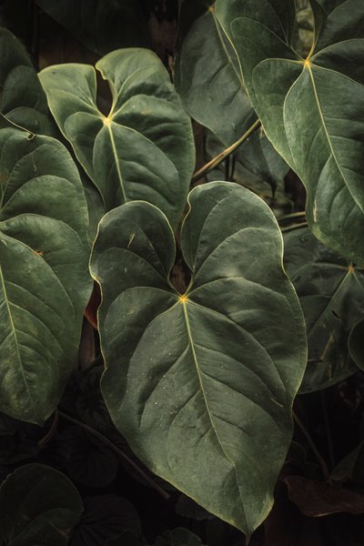 Anthurium Andraeanum V, 2024 (digitális fényképezés) alkotó: Antonio Schubert