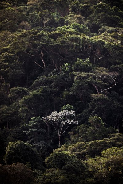 Embauba III, 2019 (digitális fénykép) alkotó: Antonio Schubert