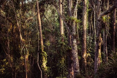 Rain Forest IV, 2021 (fotó) alkotó: Antonio Schubert