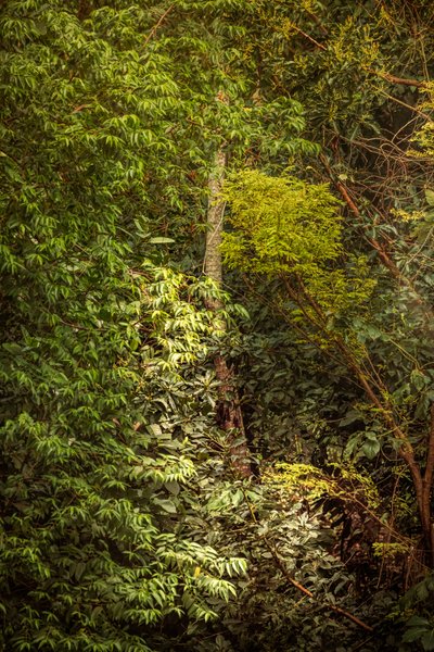 Rain Forest VIII, 2020 (digitális fénykép) alkotó: Antonio Schubert