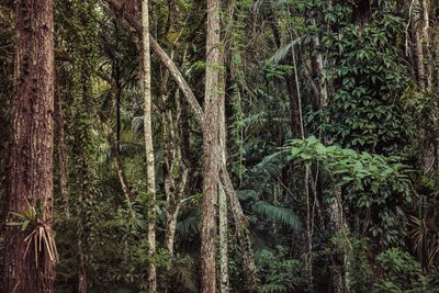 Rain Forest V, 2021 (digitális fénykép) alkotó: Antonio Schubert