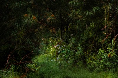Trails, 2015 (digitális fénykép) alkotó: Antonio Schubert