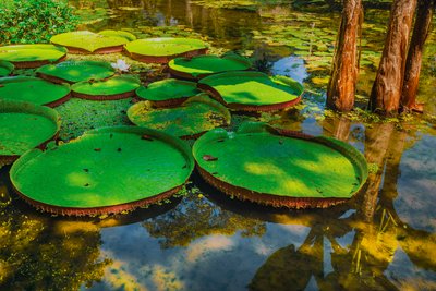 Victoria Amazonica, 2024 (digitális fényképezés) alkotó: Antonio Schubert