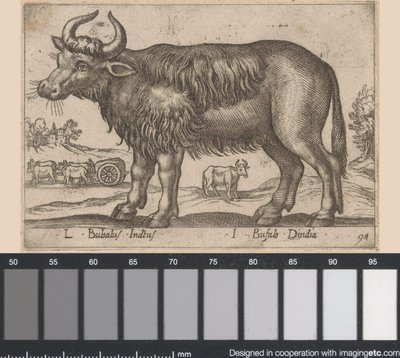 Bivaly L Bubalus Indicus/ I Bufola Dindia (cím a tárgyon) Dieren en fablewezens (sorozat címe) A világ legkíváncsibb állatainak új gyűjteménye (sorozat címe) alkotó: Antonio Tempesta