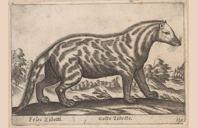 Civetkat Feles Zibetti / Cat Civet (cím a tárgyon) Dieren en fabelwezens (sorozat címe) Nova gyűjtemény a világ legkíváncsibb állataiból (sorozat címe) alkotó: Antonio Tempesta