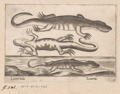 Három sárkány Gyík/Lucerta (cím a tárgyon) Dieren en fablewezens (sorozat címe) A világ legkíváncsibb állatainak új gyűjteménye (sorozat címe) alkotó: Antonio Tempesta