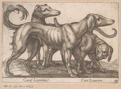 Három kutya Canis Leporius / Cane Liviriero (cím a tárgyon) Állatok és mitikus lények (sorozat címe) Nova raccolta de li animali piu curiosi del mondo (sorozat címe) alkotó: Antonio Tempesta