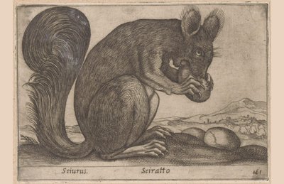 Ekhorn Sciurus/ Sciratto (cím a tárgyon) Dieren en fabelwezens (sorozat címe) Új kíváncsi kis állat a világon (sorozat címe) alkotó: Antonio Tempesta