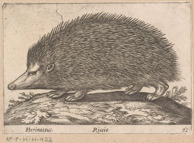 egel Herinaceus/Riccio (cím a tárgyon) Dieren en fabelwezens (sorozat címe) Nova raccolta de li animali piu curiosi del mondo (sorozat címe) alkotó: Antonio Tempesta