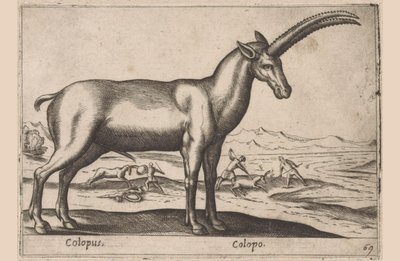 kecskeszagú Colopus/Colopo (cím az objektumon) Dieren en fablewezens (sorozat címe) A világ legkíváncsibb állatainak új gyűjteménye (sorozat címe) alkotó: Antonio Tempesta