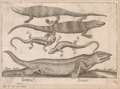 Hagedissen Skincus (cím a tárgyon) Dieren en fablewezens (sorozat címe) Nova raccolta de li animali piu curiosi del mondo (sorozat címe) alkotó: Antonio Tempesta