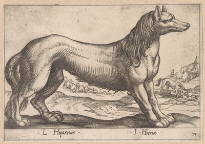 hiéna L Hijanae/ I Hyena (cím a tárgyon) Dieren en fabelwezens (sorozat címe) Nova raccolta de li animali piu curiosi del mondo (sorozat címe) alkotó: Antonio Tempesta