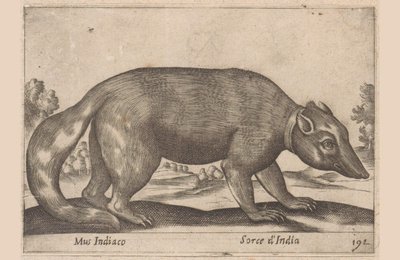 indiai egér Burmai görény nyakkendő Mus Indiaco / Sorce d