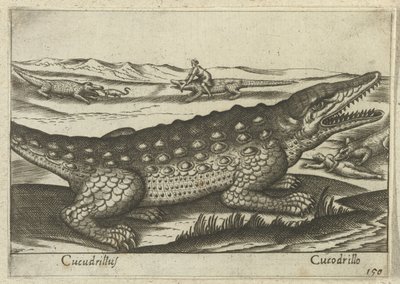 Krokodil Cucodrillus/ Cucodrillo (cím a tárgyon) Dieren en fablewezens (sorozat címe) A világ legkíváncsibb állatainak új gyűjteménye (sorozat címe) alkotó: Antonio Tempesta