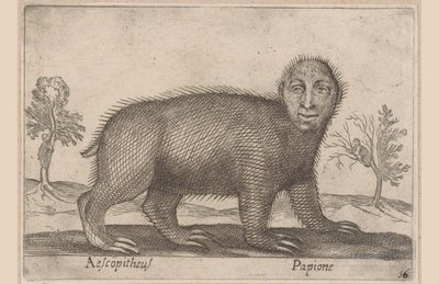 Lajhár Aescopitheus/ Papione (cím a tárgyon) Állatok és mitikus lények (sorozat címe) Nova raccolta de li animali piu curiosi del mondo (sorozat címe) alkotó: Antonio Tempesta